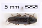 Foto (Dorsalansicht) von Melanotus mniszechi (Platia & Schimmel, 2001) (NHMW-ZOO-COL-0007673)